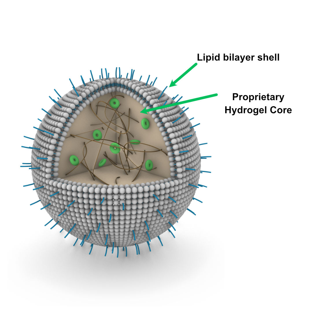 Lipogel Render Image with descriptor